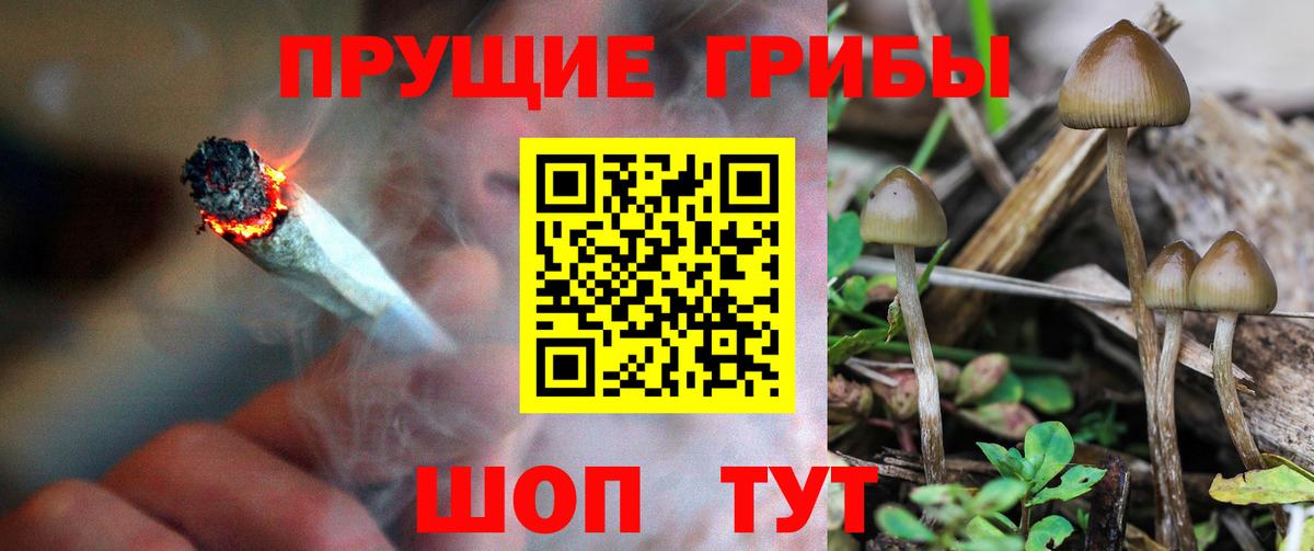 Белогорск  Галлюциногенные грибы Psilocybine cubensis  Вход с VPN 